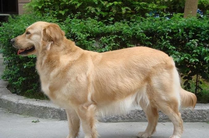 如何延長金毛壽命