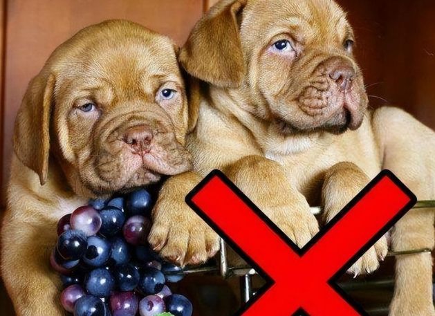 狗葡萄致死劑量 狗葡萄致死劑量