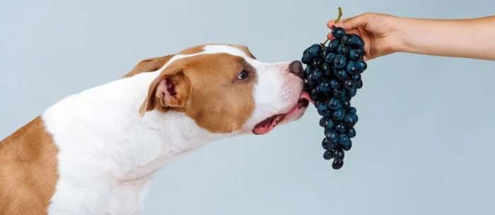 狗吃葡萄急救