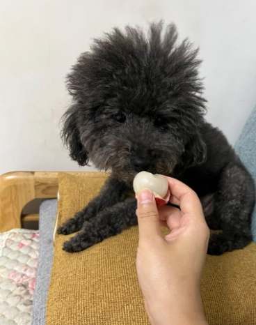 荔枝對狗有害嗎