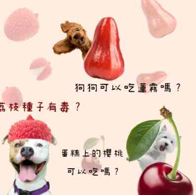 狗狗吃荔枝