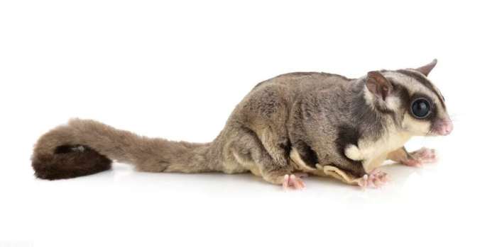 蜜袋鼯不能吃的食物 蜜袋鼯不能吃的食物