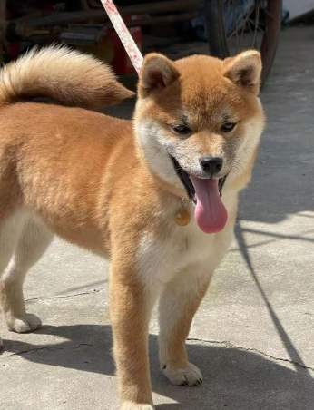 狗狗膽汁原因 狗狗膽汁原因