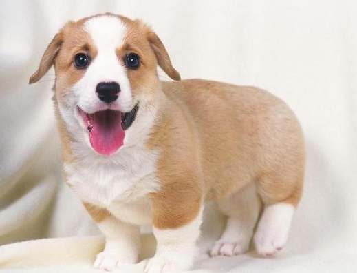 狗狗腎臟病飲食管理