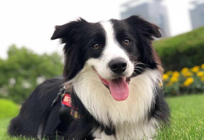 狗胰臟炎飲食 狗胰臟炎飲食