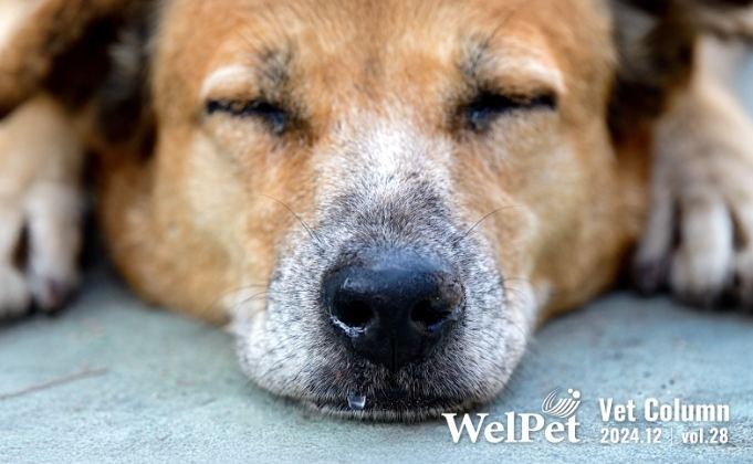 狗狗感冒症狀 狗狗感冒症狀