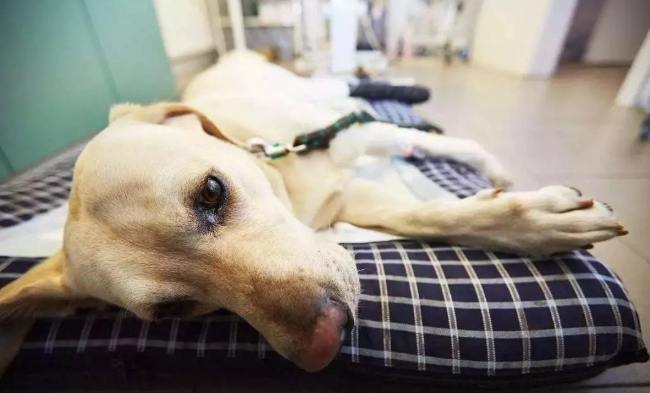 狗休克急救 狗休克急救