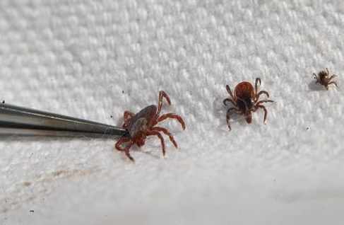 蜱蟲家裡防治