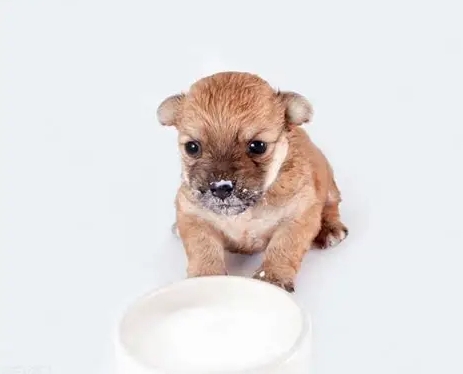 狗喝牛奶安全嗎 狗喝牛奶安全嗎