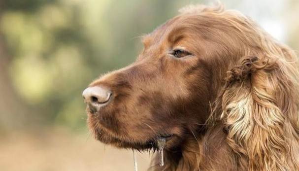 狗狗健康 狗狗健康