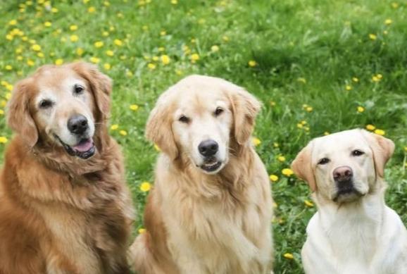 如何延長金毛壽命