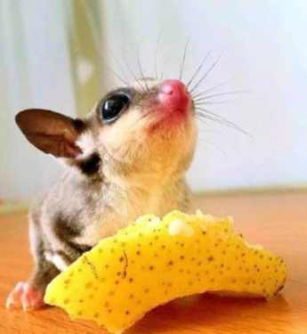 奇異果餵食 奇異果餵食