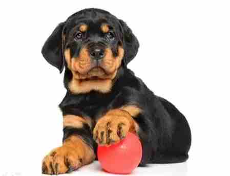 羅威納服從訓練