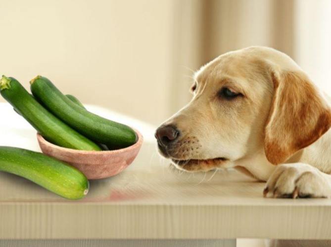 狗狗胰臟炎飲食