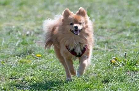 狗狗流口水 狗狗流口水