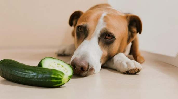 狗狗胰臟炎可以吃什麼