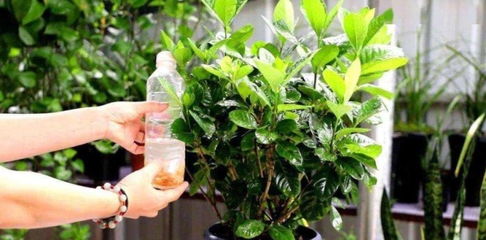 梔子花施肥方法