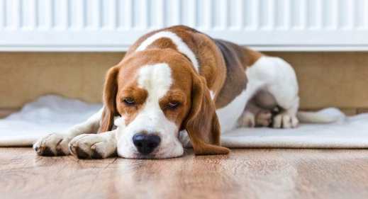 狗後腿無力原因