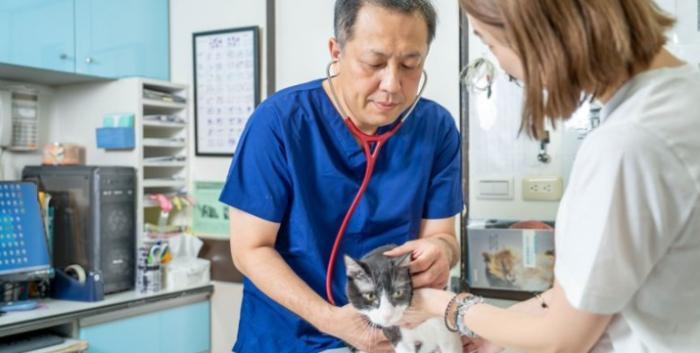 心絲蟲貓咪治療