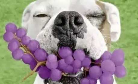 葡萄對狗的毒性 葡萄對狗的毒性