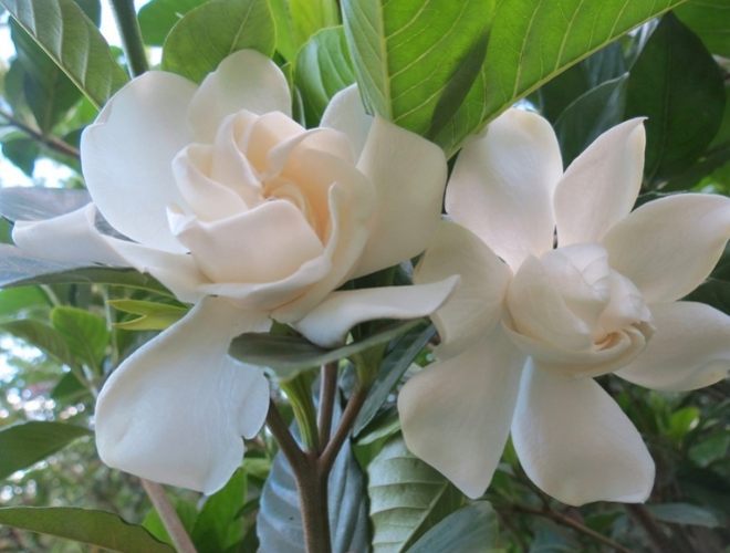 栀子花養護方法 栀子花養護方法