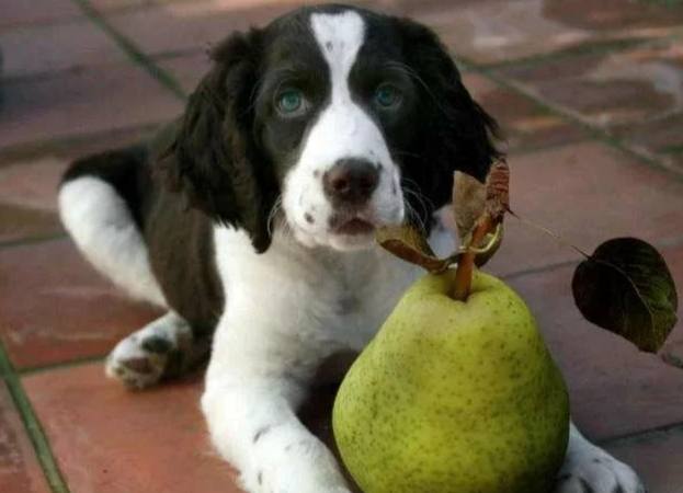 狗狗吃西洋梨 狗狗吃西洋梨