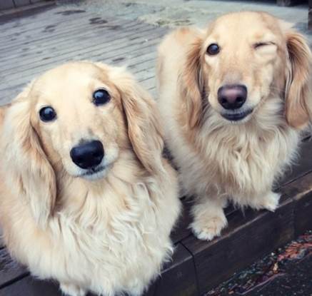 臘腸狗平均壽命 臘腸狗平均壽命