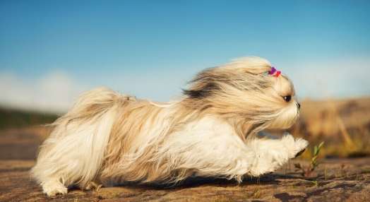 狗狗腎臟病飲食管理