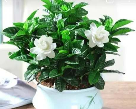 梔子花用土配方