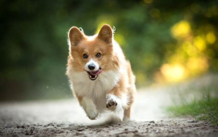 胰臟炎飲食管理