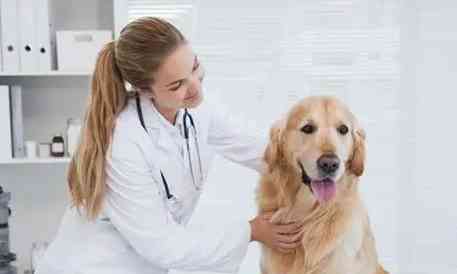 狗狗膽汁症狀 狗狗膽汁症狀