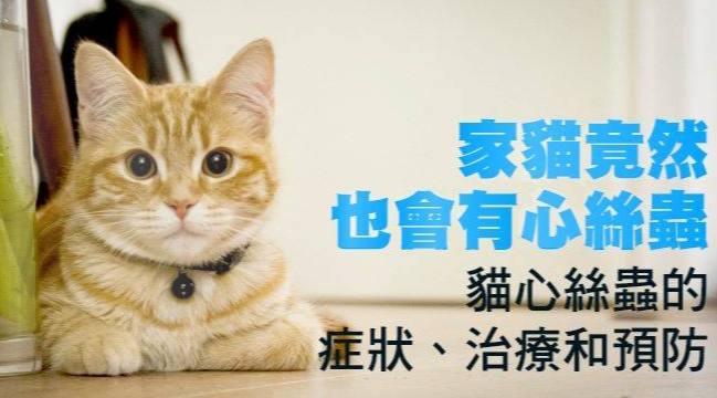 貓心絲蟲預防