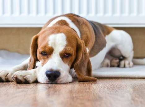老年狗神經問題