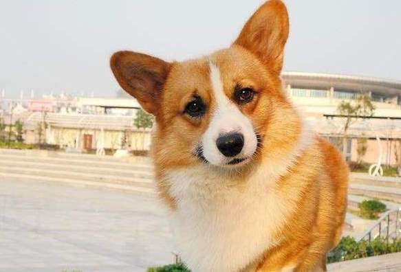 威尔士柯基犬性格