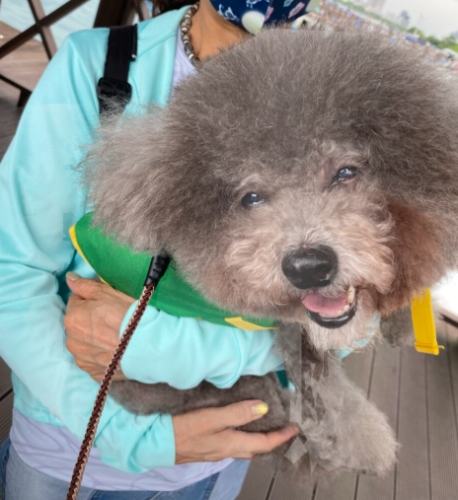 老年狗神經問題