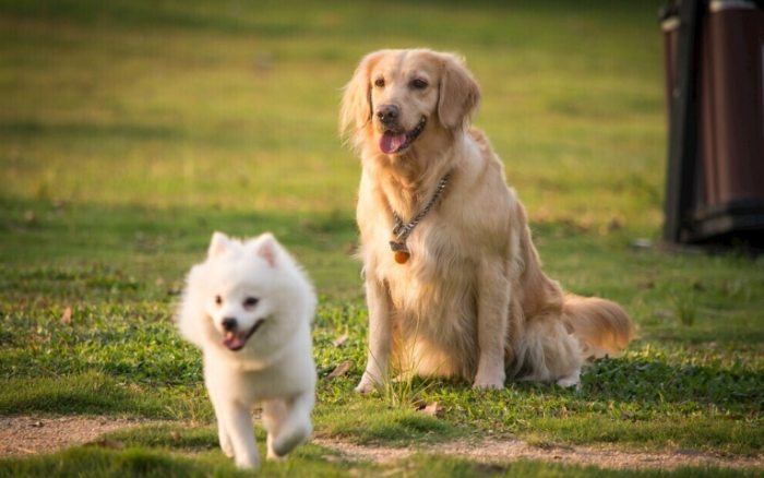 慢性胰臟炎症狀