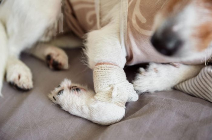 狗狗關節炎徵兆