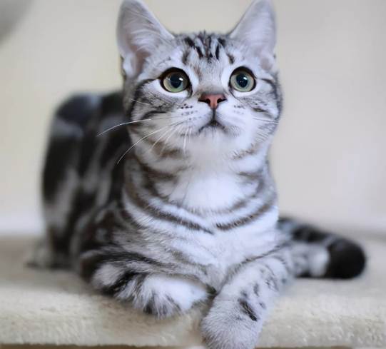 貓疥癬蟲預防 貓疥癬蟲預防