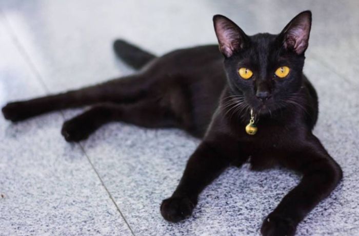 虎斑貓遺傳概率