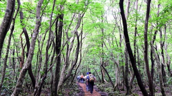 漢拏山登山指南 漢拏山登山指南