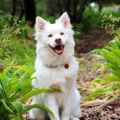 狗狗掉毛皮膚黑