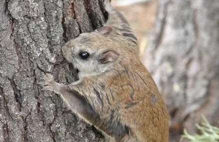 鼯鼠飲食 鼯鼠飲食