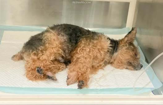 腎衰竭狗狗治療