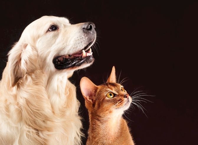 狗利尿劑推薦 狗利尿劑推薦