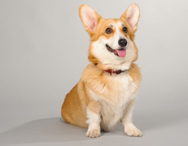 胰臟炎檢查費用