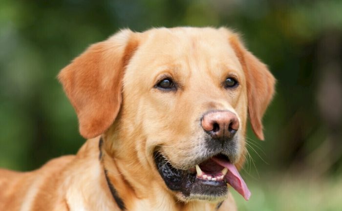 老年犬呼吸异常