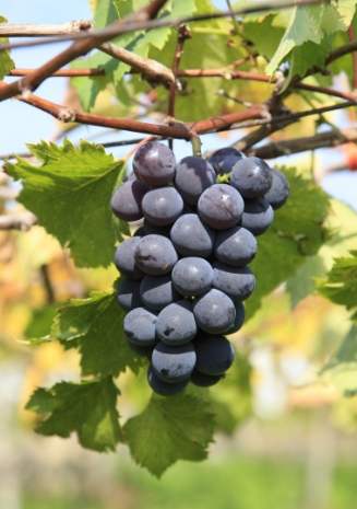 卓蘭水果推薦 卓蘭水果推薦