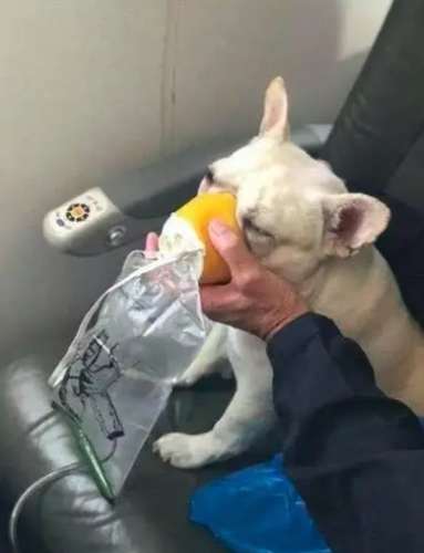 狗狗缺氧急救