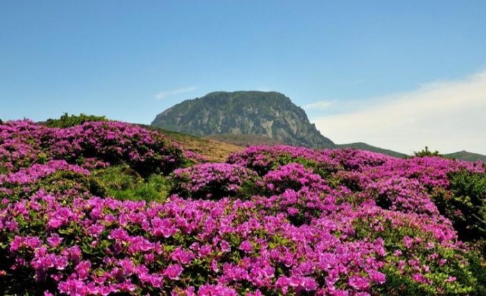 漢拏山登山預約 漢拏山登山預約