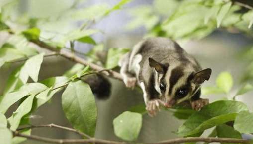 蜜袋鼯飼養成本